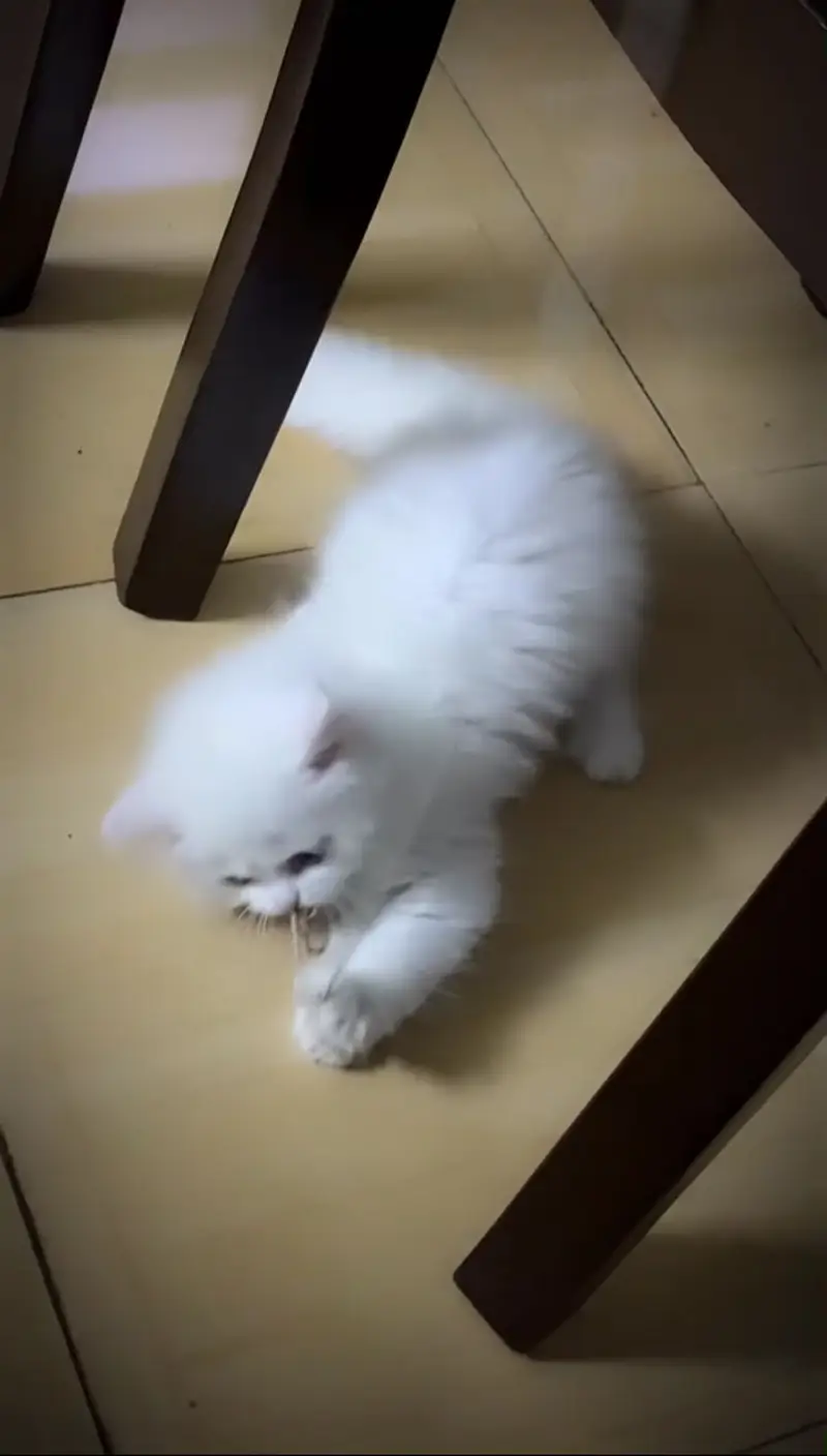 Persian Cat for Adoption — photo 2