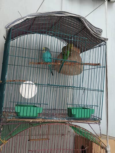 budgie breeder pair with cage