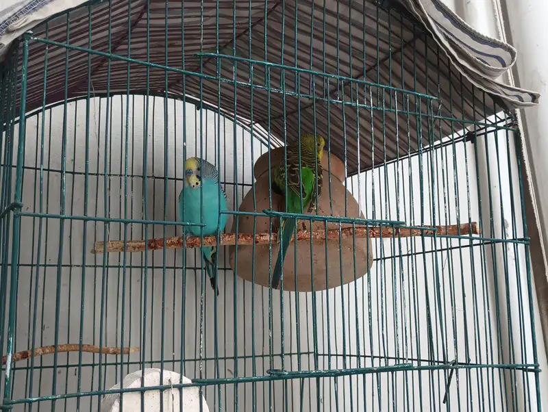 budgie breeder pair with cage — photo 2