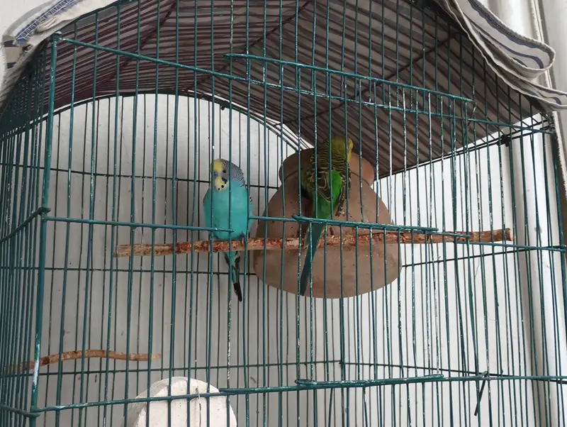 budgie breeder pair with cage — photo 3