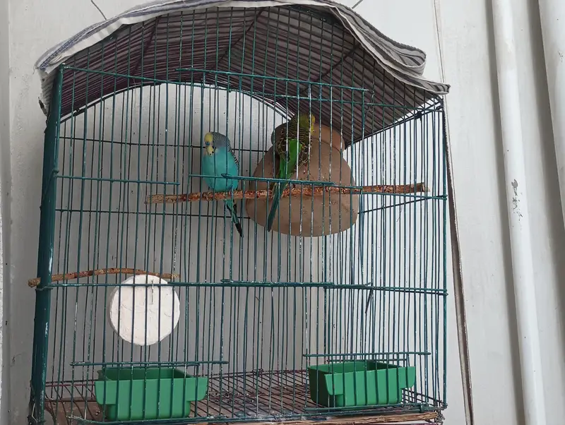 budgie breeder pair with cage — photo 4