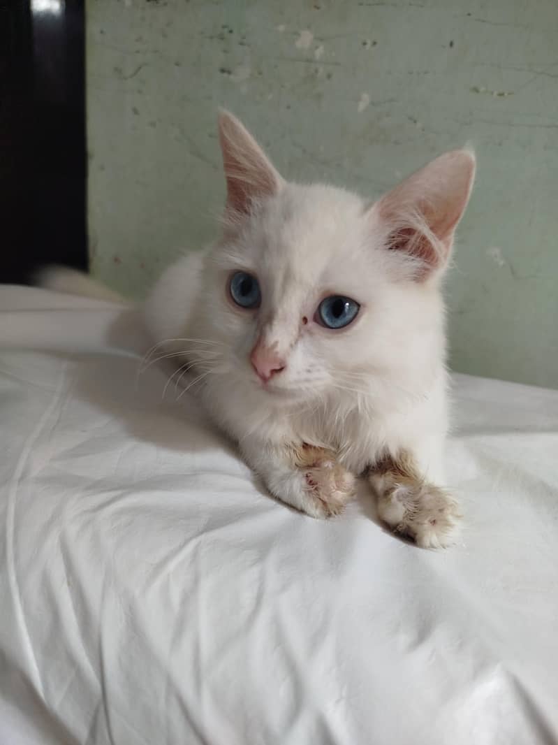 Persian cat 0