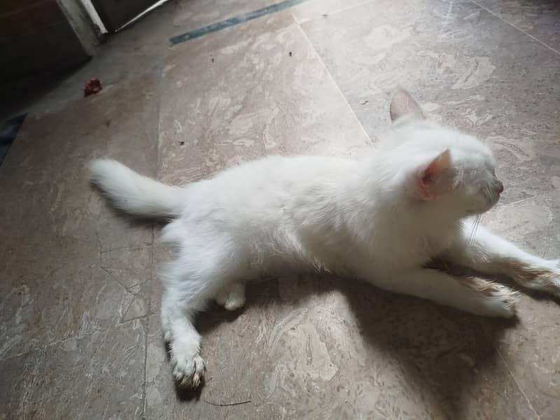 Persian cat 1