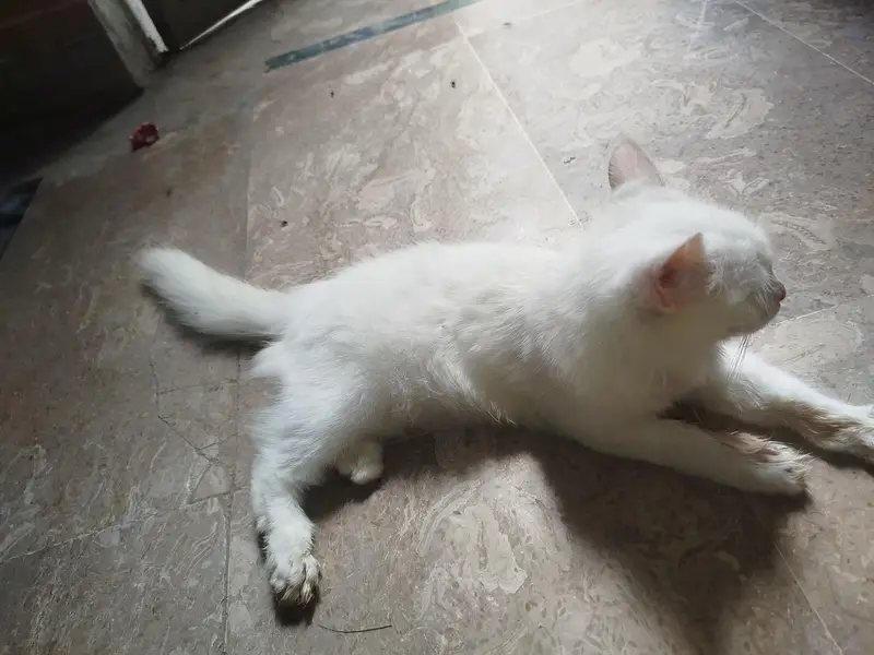 Persian cat — photo 2