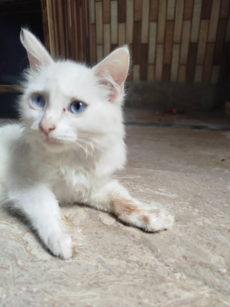 Persian cat 2