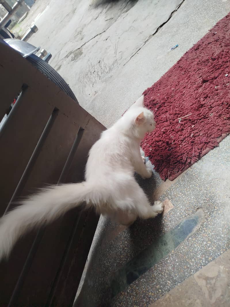 Persian cat 3