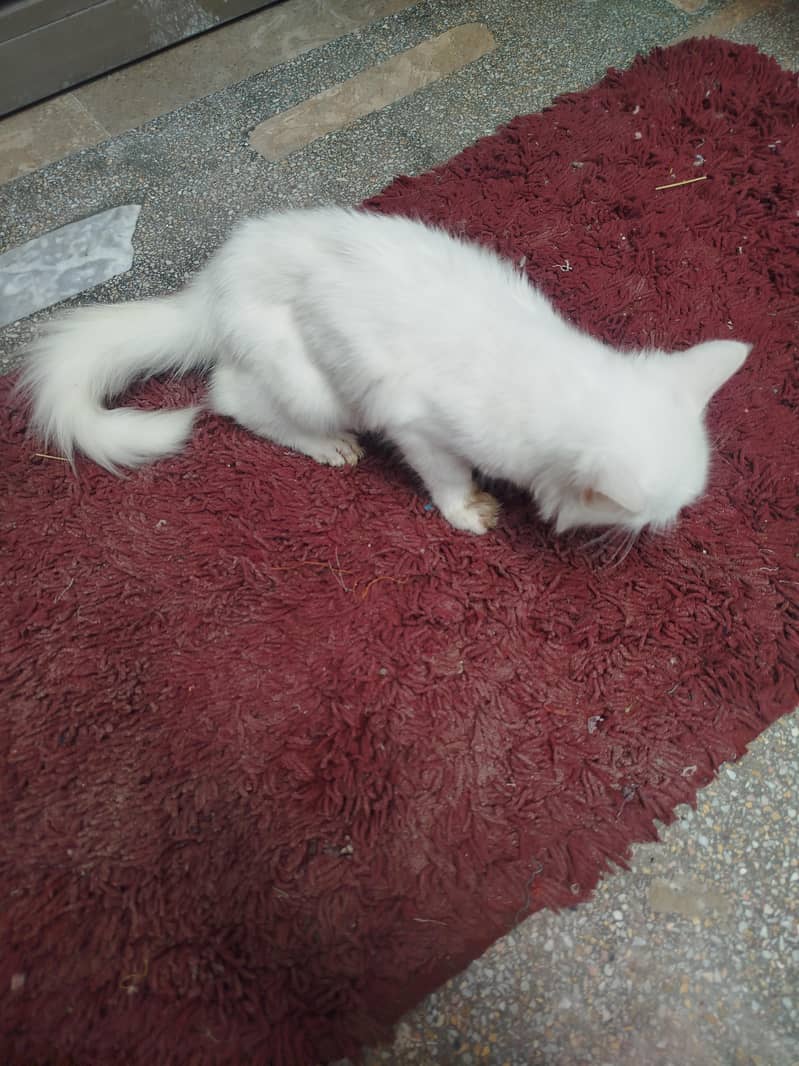 Persian cat 4