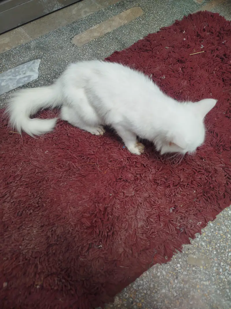 Persian cat — photo 5
