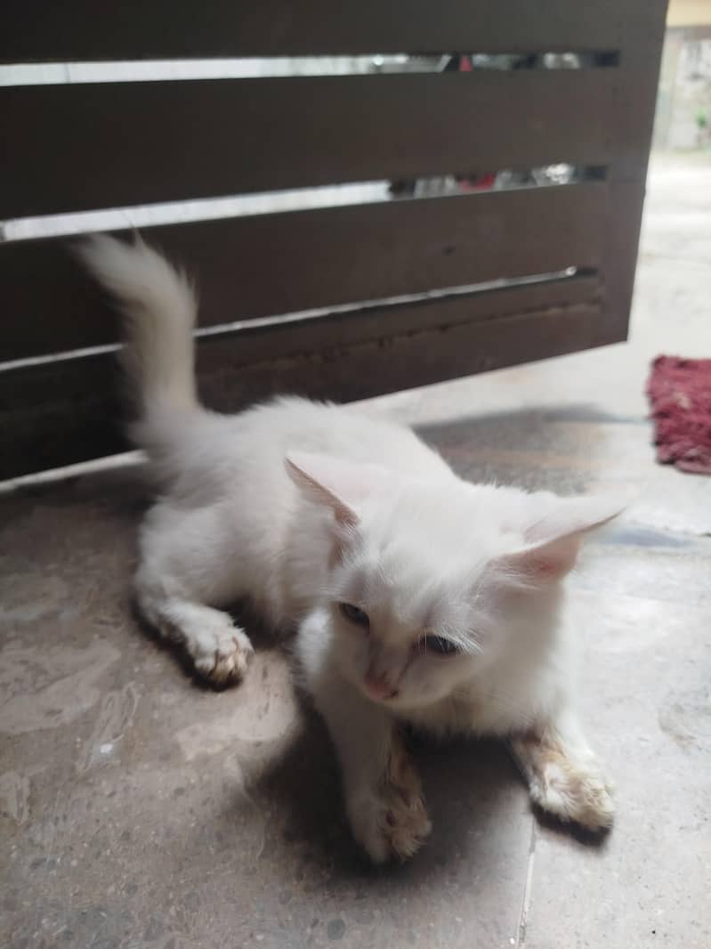 Persian cat 5