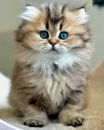 Cats | Persian | kittens |  Blue Eyes | O348O163O63 щatsap^⁠_⁠^^⁠_⁠^