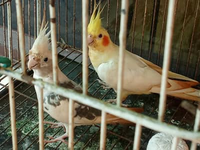 cocktail pair and green breeder female parrot