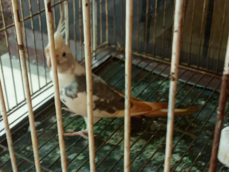 cocktail pair and green breeder female parrot — photo 2