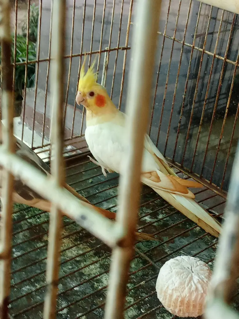 cocktail pair and green breeder female parrot — photo 3