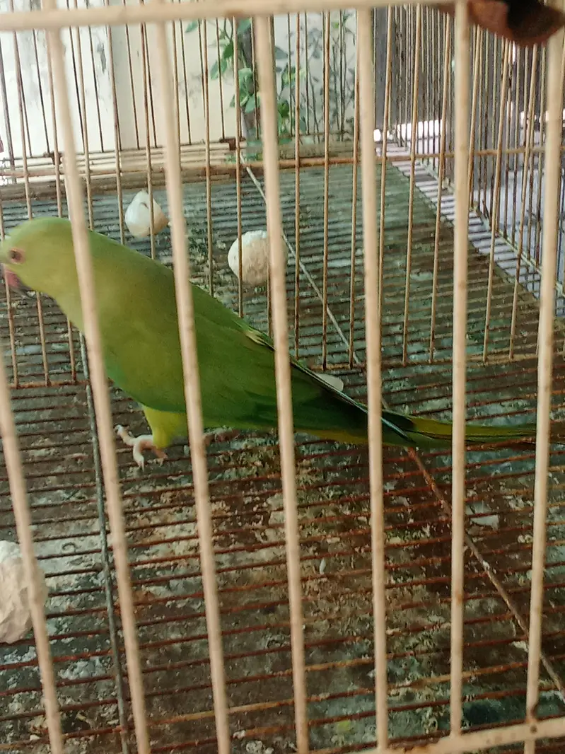 cocktail pair and green breeder female parrot — photo 4