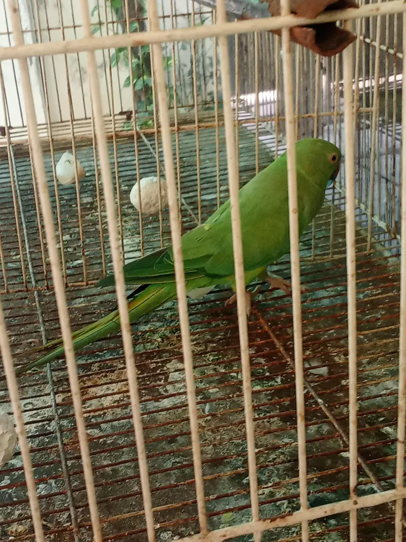 cocktail pair and green breeder female parrot — photo 5
