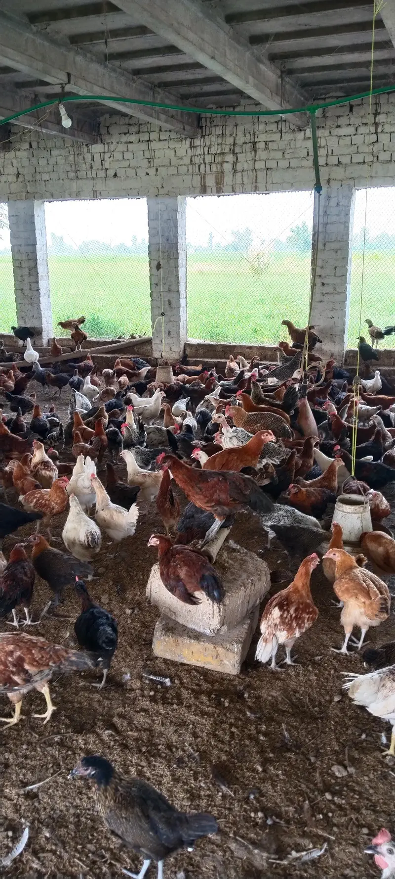 Desi | Golden Misri | murghia — photo 2