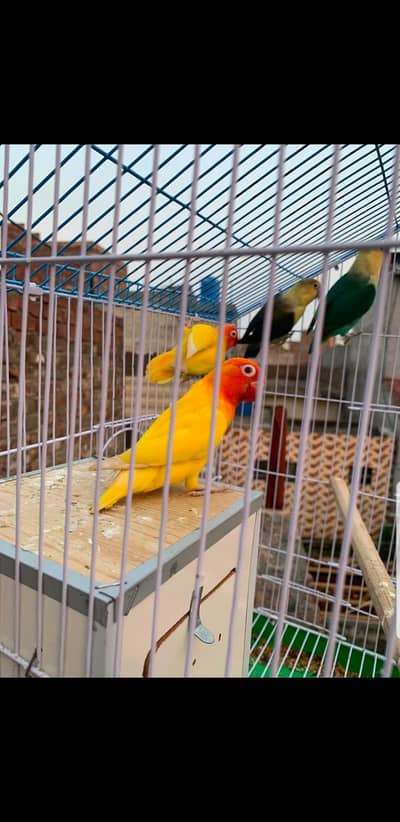 RED eyes love bird breeder