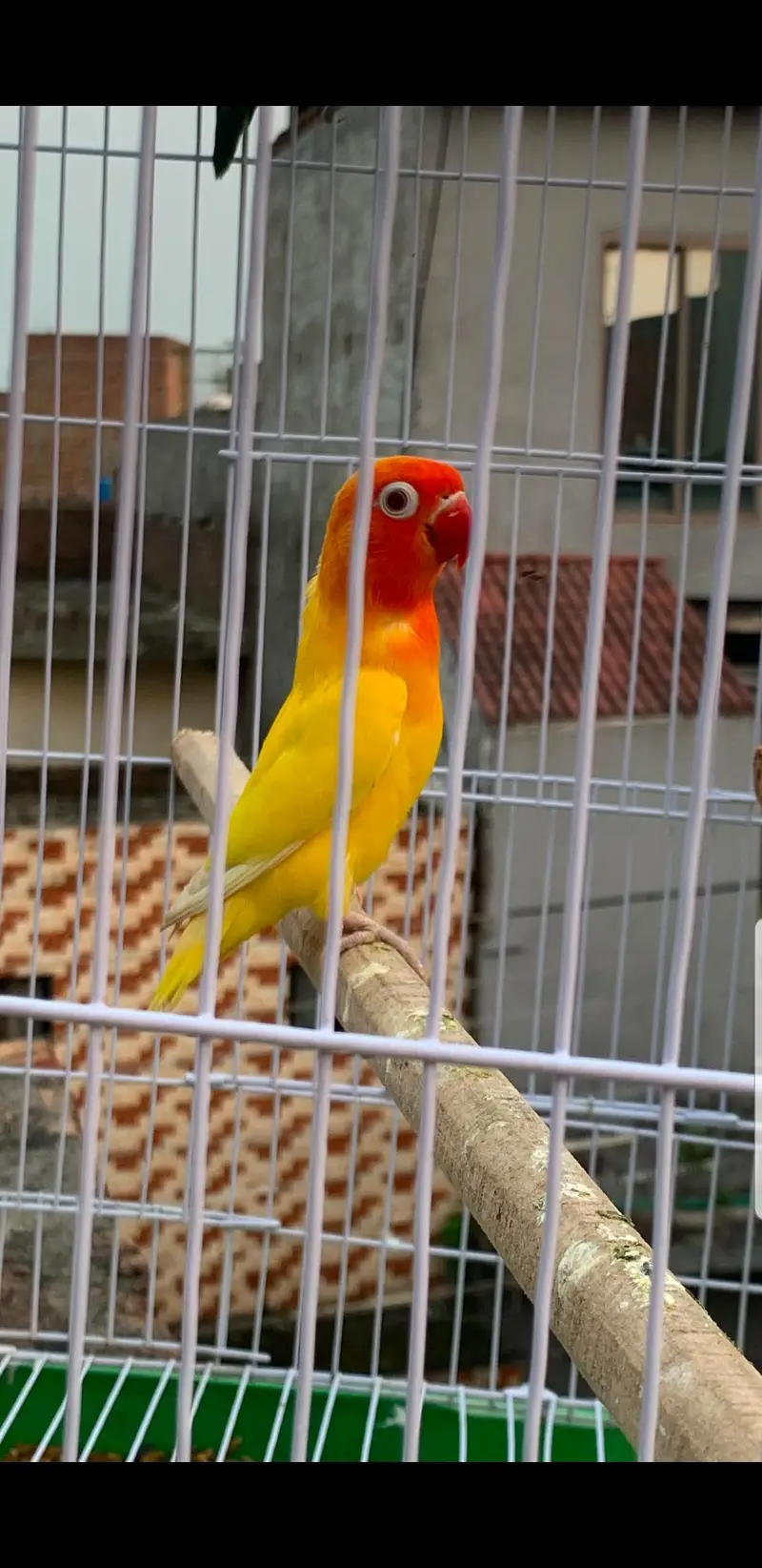 RED eyes love bird breeder — photo 2