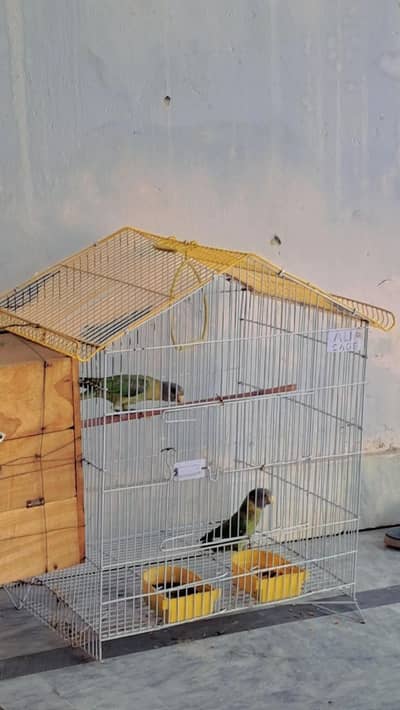 Parrot for Sale