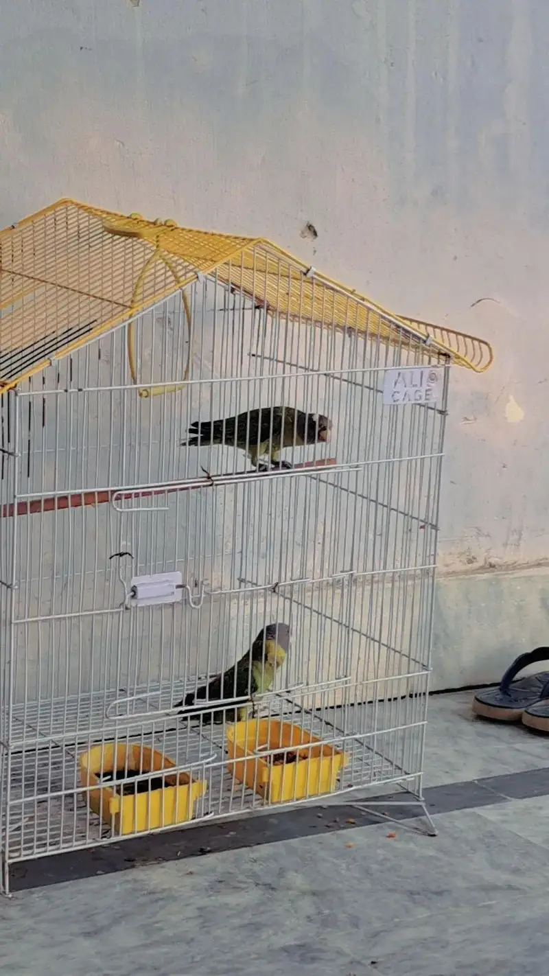 Parrot for Sale — photo 2