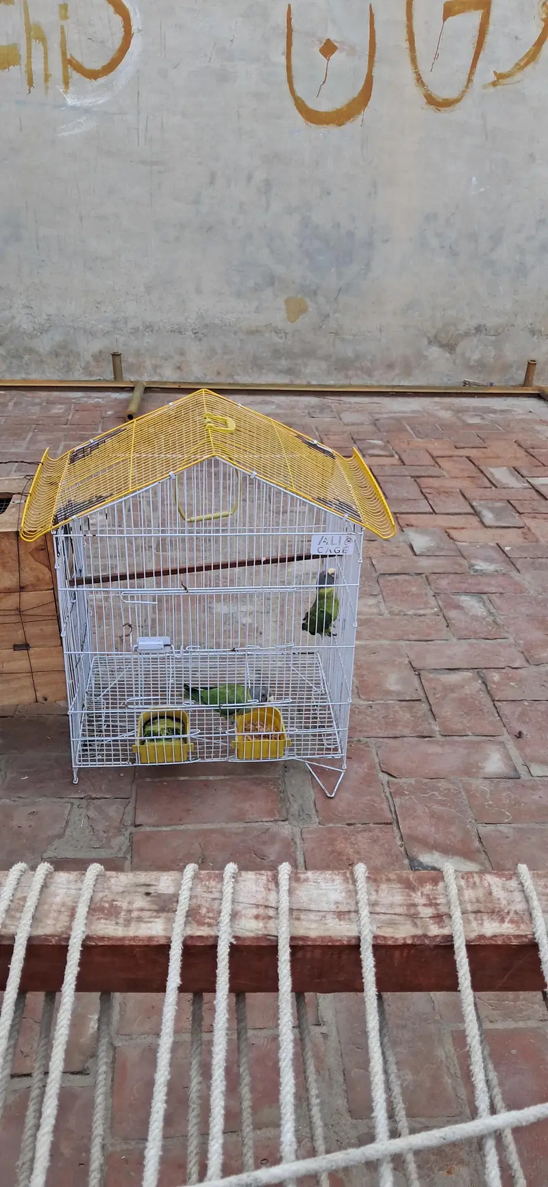 Parrot for Sale — photo 3