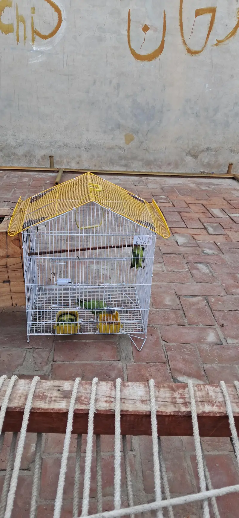 Parrot for Sale — photo 4