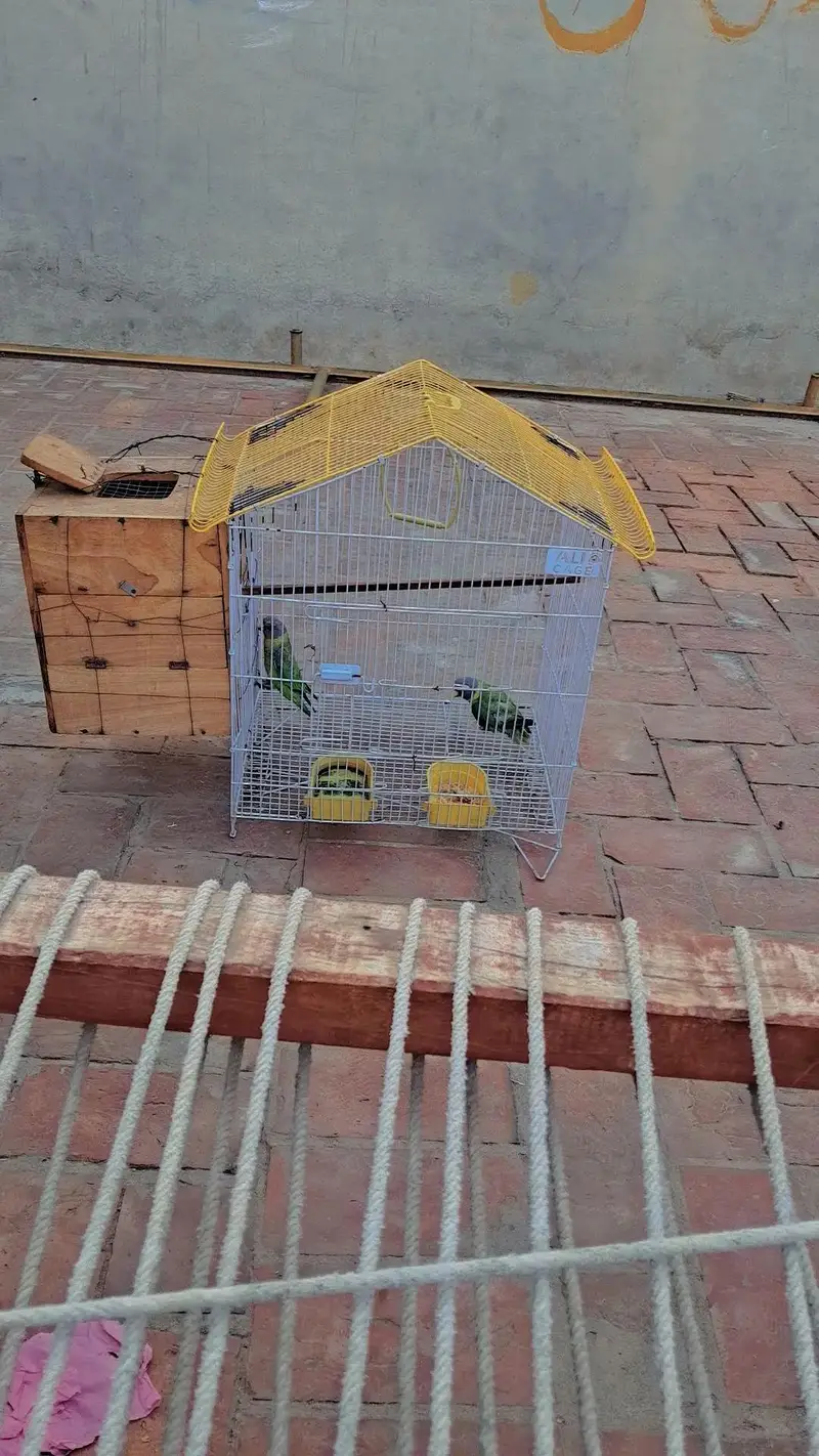 Parrot for Sale — photo 5