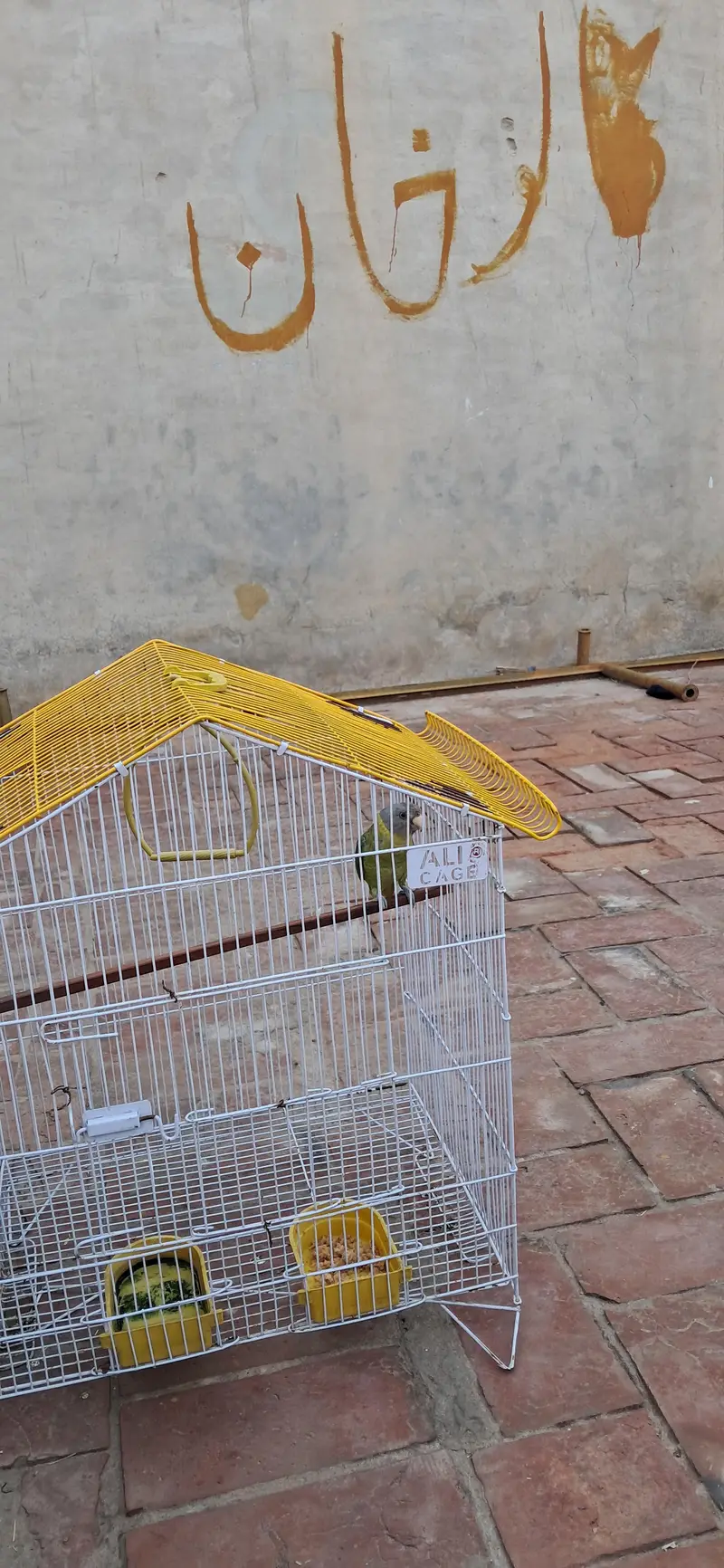 Parrot for Sale — photo 6
