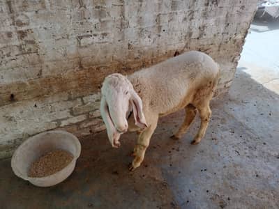Dumbay for sale