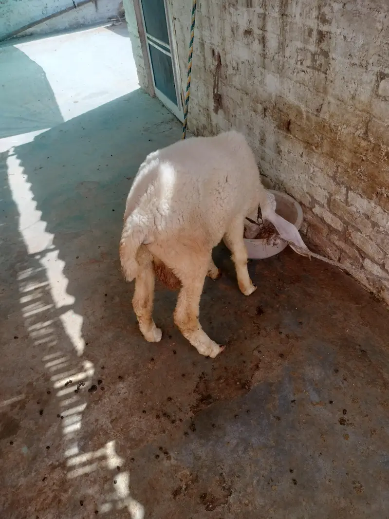 Dumbay for sale — photo 8