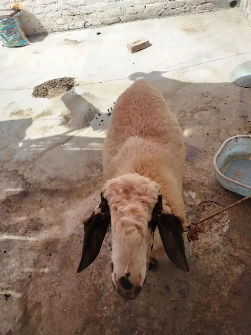 Dumbay for sale — photo 11