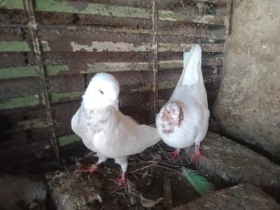 kaboter 03027017040