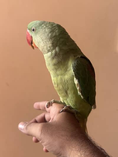 Rew Kashmiri