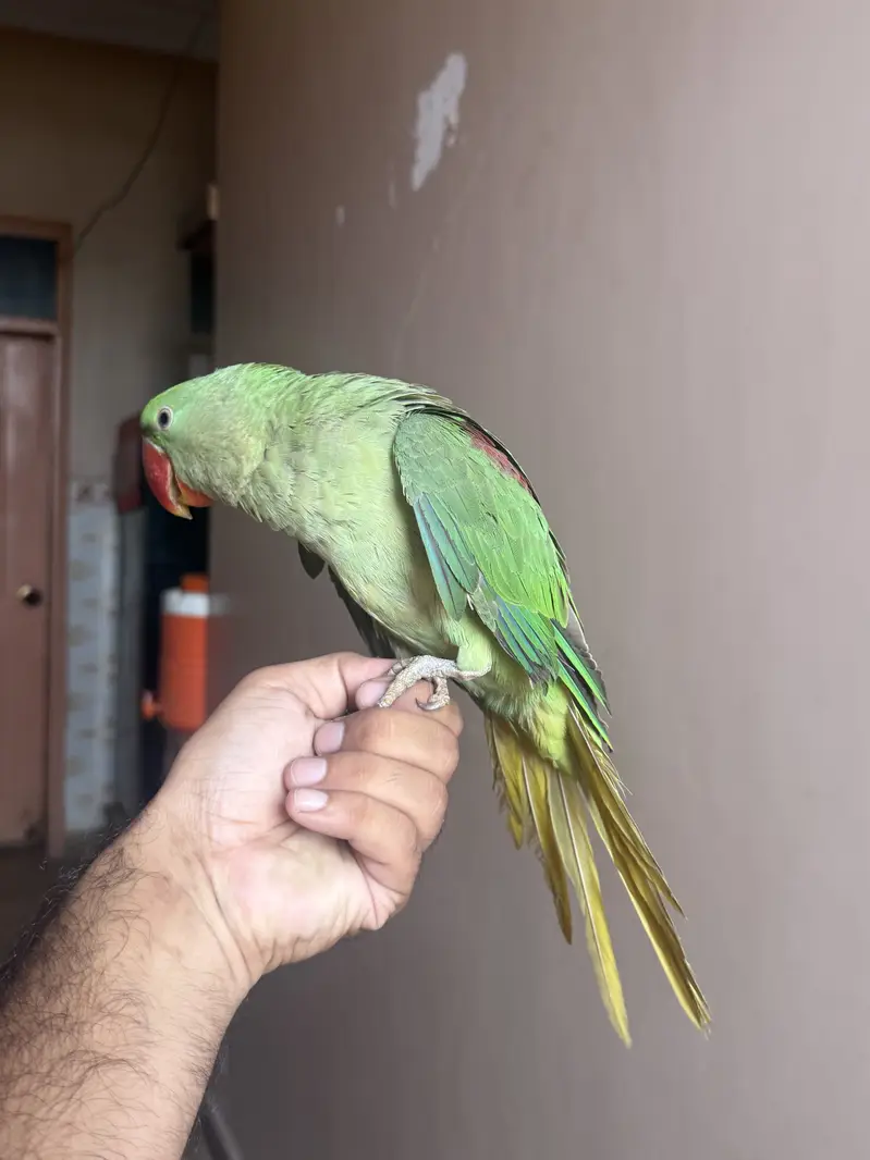 Rew Kashmiri — photo 3