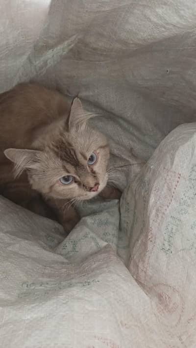 Himalayan Male Cat