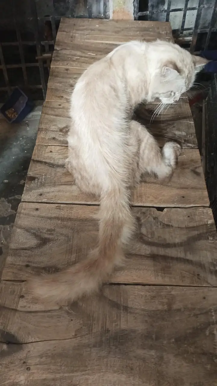 Himalayan Male Cat — photo 3