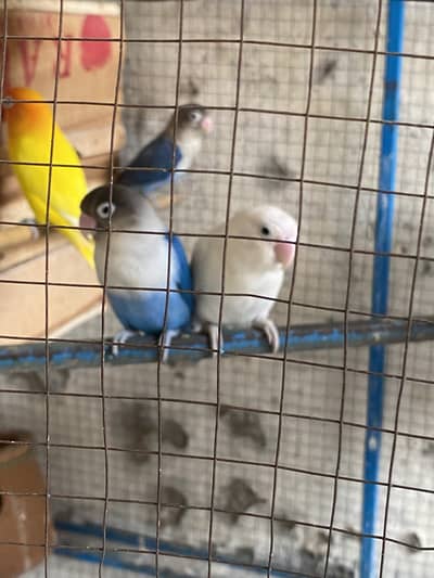 Lovebirds