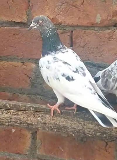 High flying pigeon