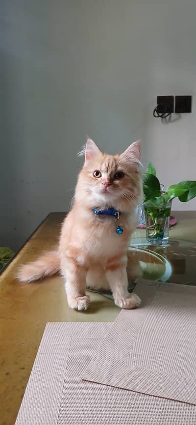Pair of Persian kittens for sale