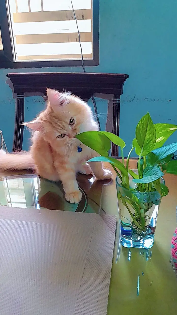 Pair of Persian kittens for sale — photo 2