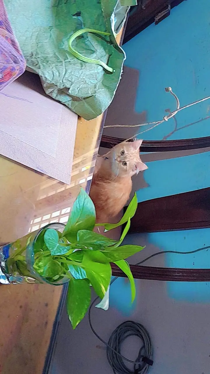 Pair of Persian kittens for sale — photo 3