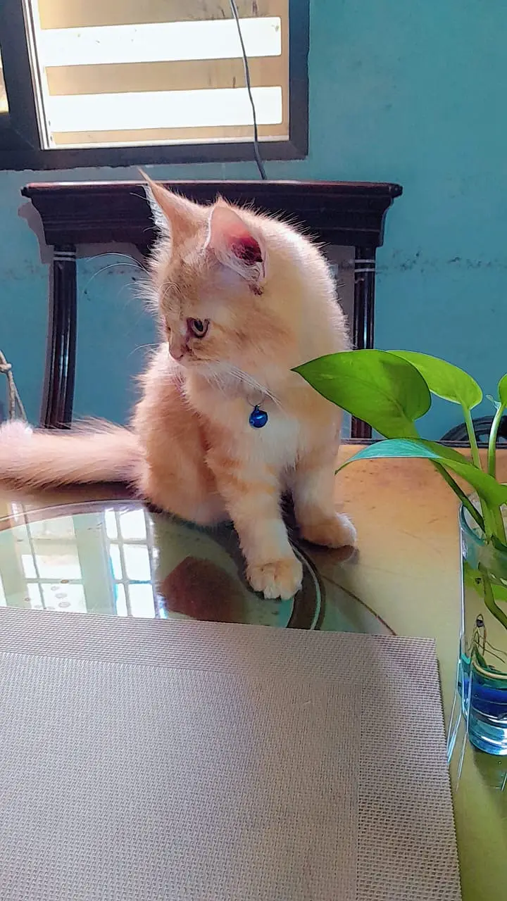 Pair of Persian kittens for sale — photo 4