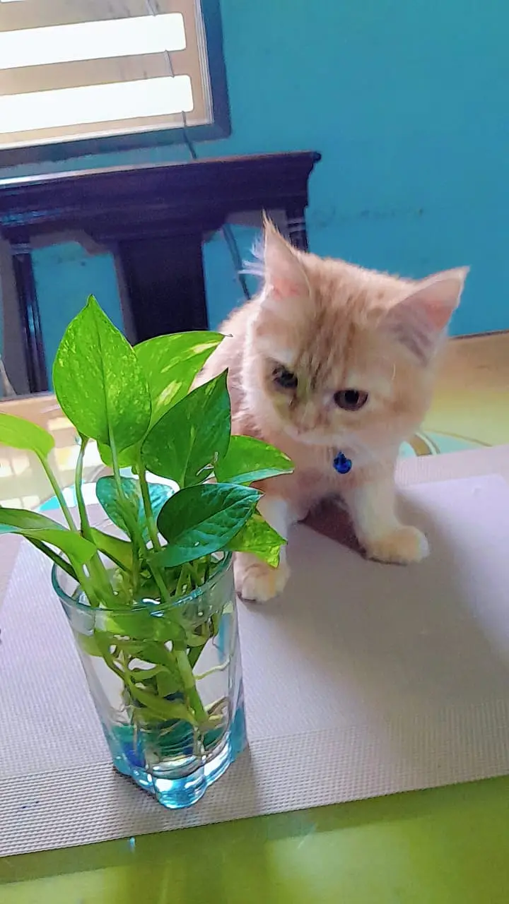 Pair of Persian kittens for sale — photo 5