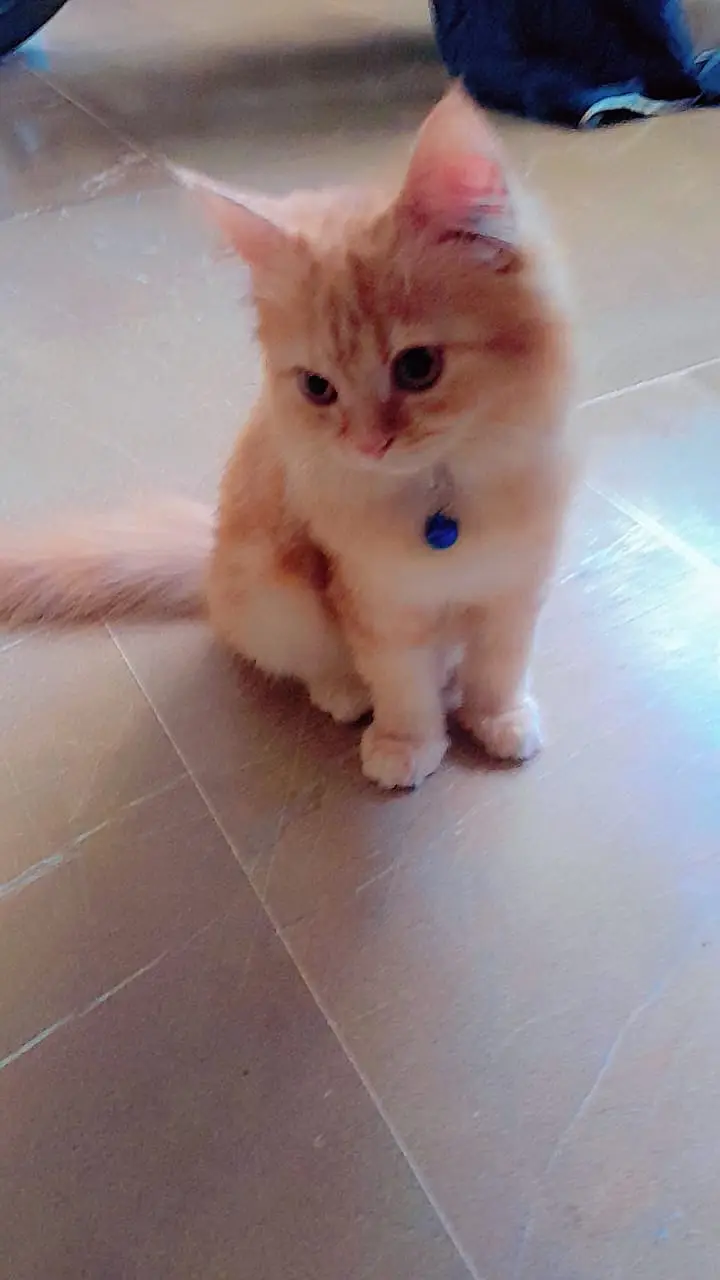 Pair of Persian kittens for sale — photo 6