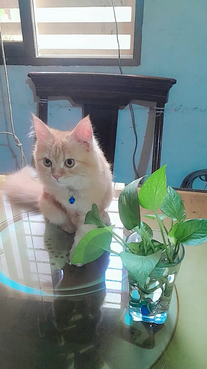 Pair of Persian kittens for sale — photo 8