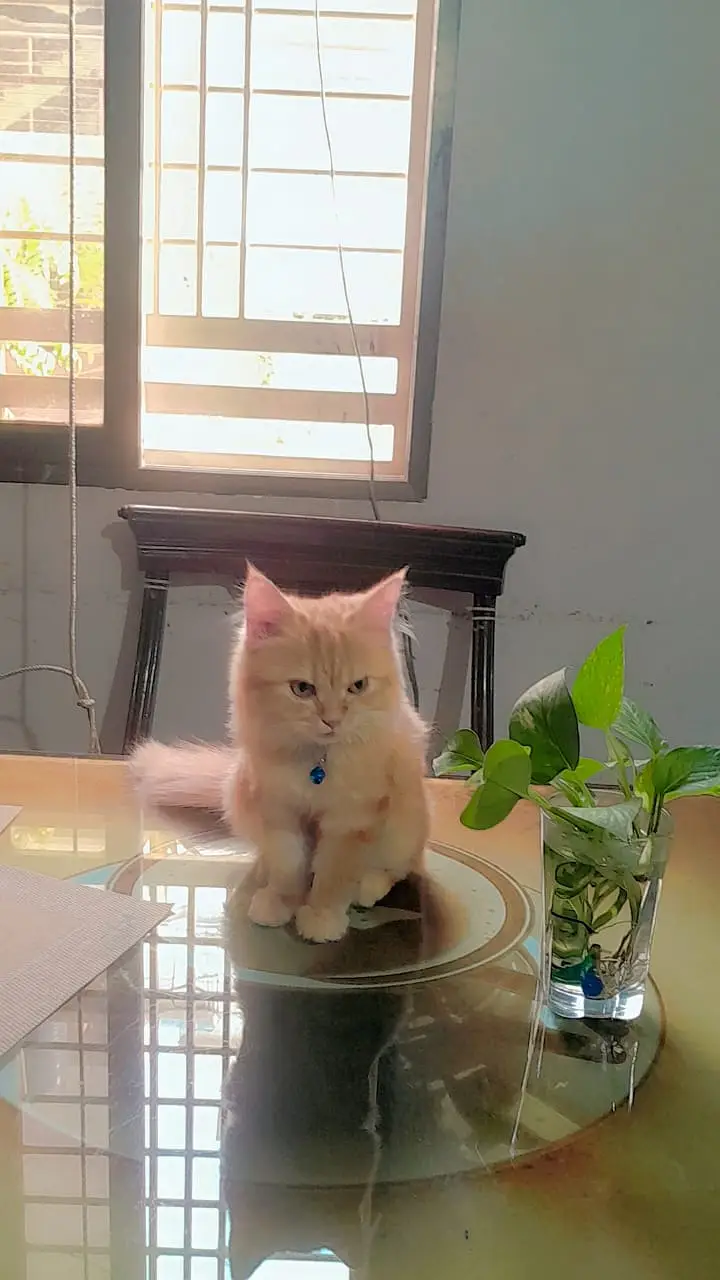 Pair of Persian kittens for sale — photo 9