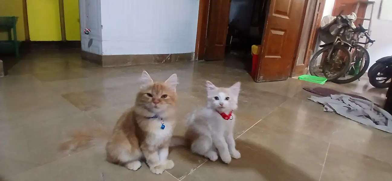 Pair of Persian kittens for sale — photo 10