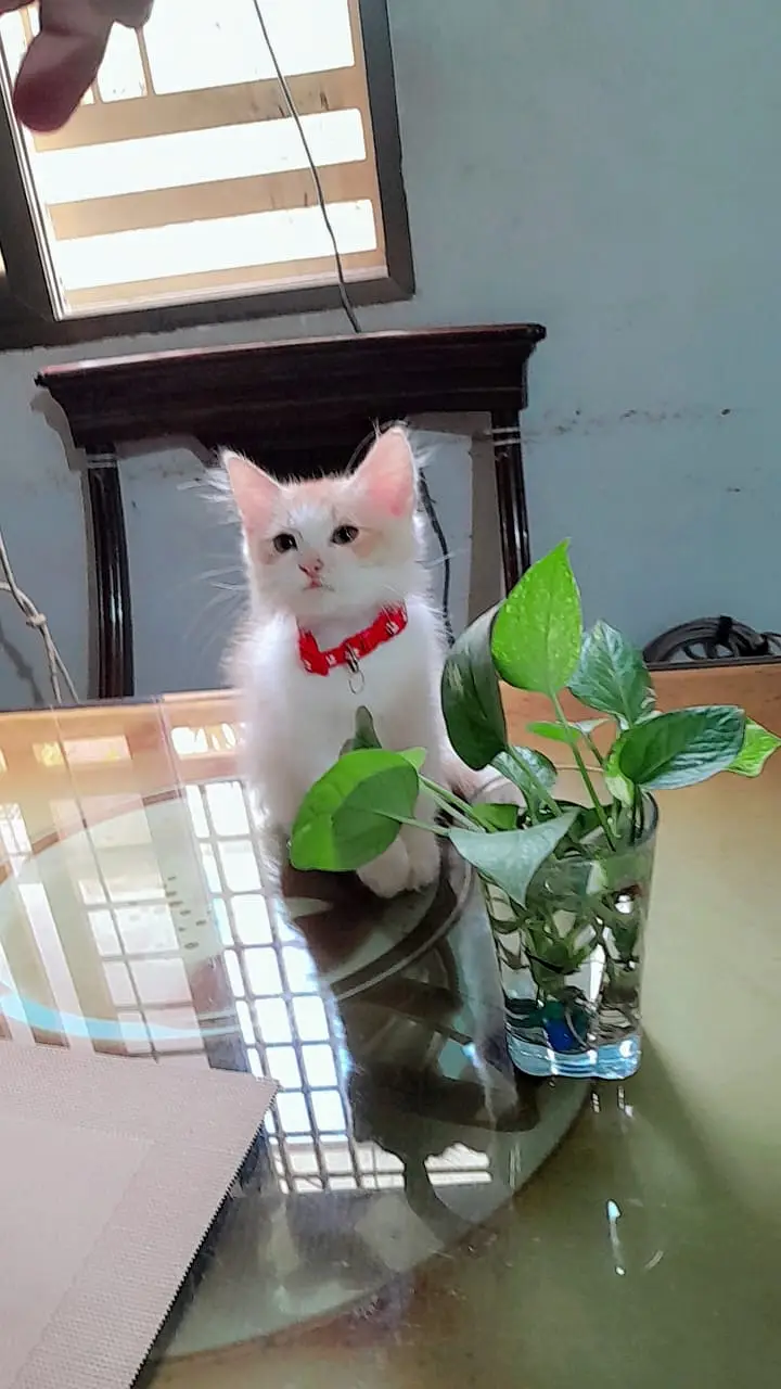 Pair of Persian kittens for sale — photo 11