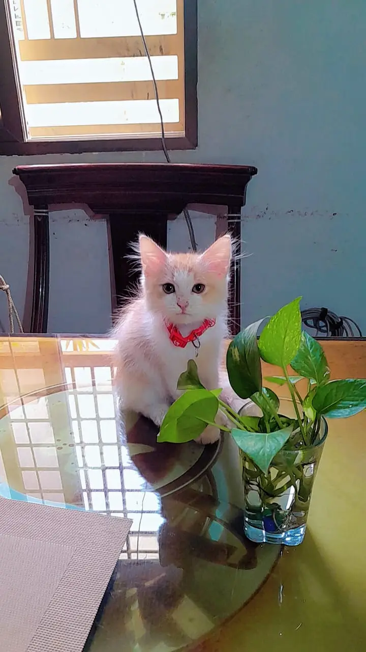 Pair of Persian kittens for sale — photo 12
