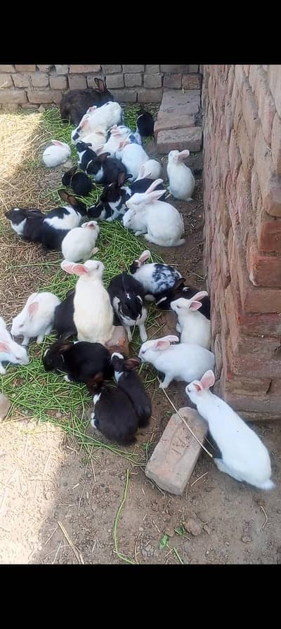 rabbit  for sale